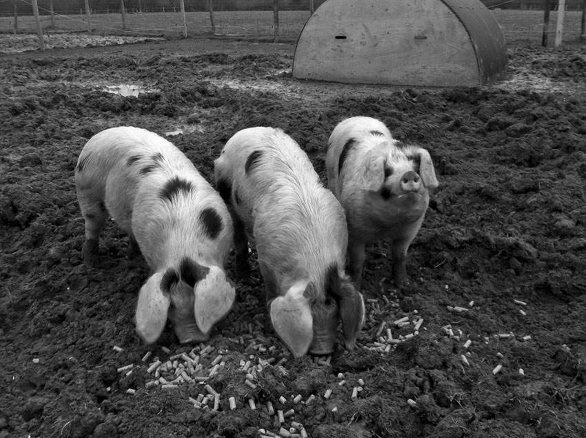 regula-ysewijn-pig-rearing-14